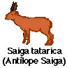 antilope.JPG (4696 bytes)