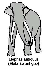 elefante1.JPG (11732 bytes)